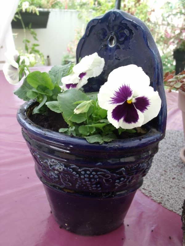 Pensées et cyclamens, jardinieres et potées d'automne – Petit jardin en  pots sur le balcon et dans la maison!